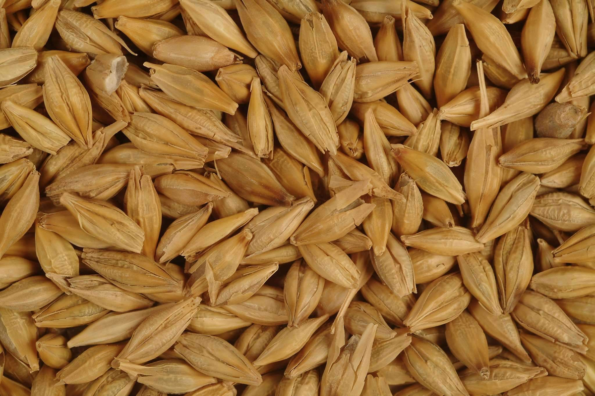 Jaun (Barley).