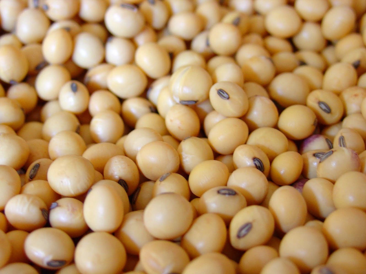 Soyabean.