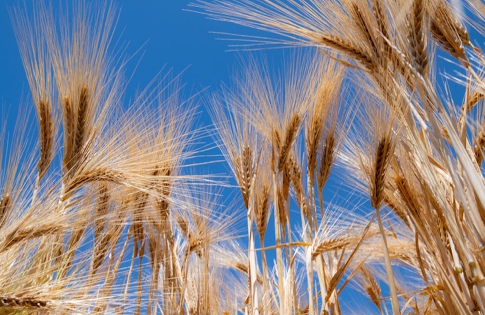 Know Your Grains (KYG): Barley "the wonder grain"!