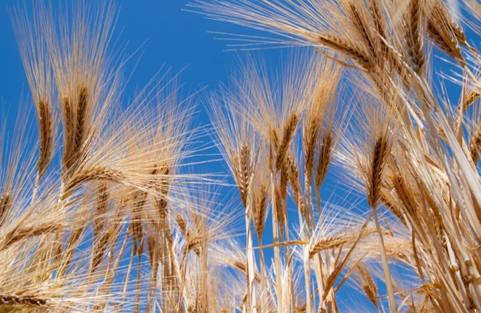 Know Your Grains (KYG): Barley "the wonder grain"!