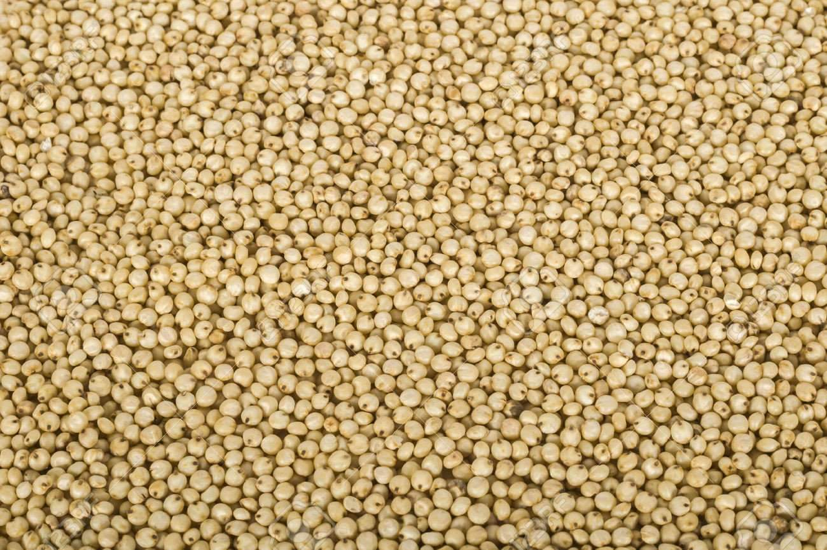 Jowar (Sorghum).