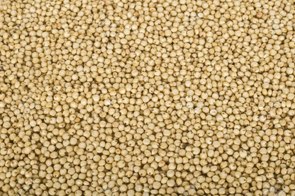 Jowar (Sorghum).