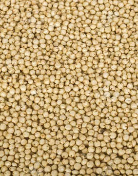 Jowar (Sorghum).