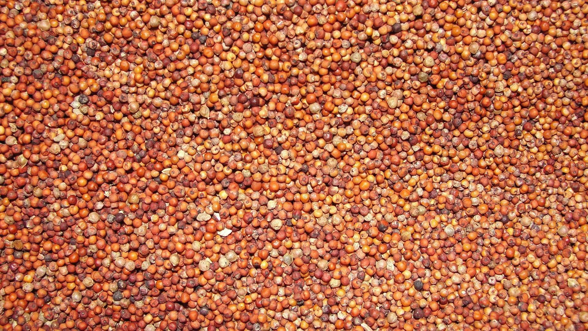 Ragi (Finger Millet).
