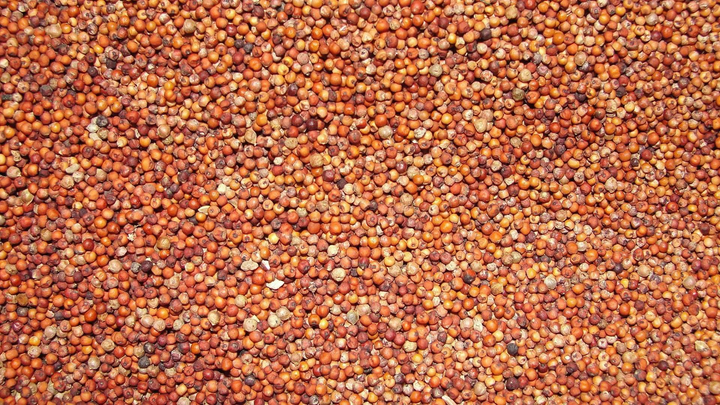 Ragi (Finger Millet)