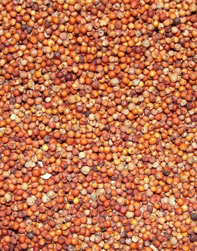 Ragi (Finger Millet).