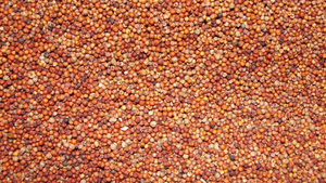 Ragi (Finger Millet)